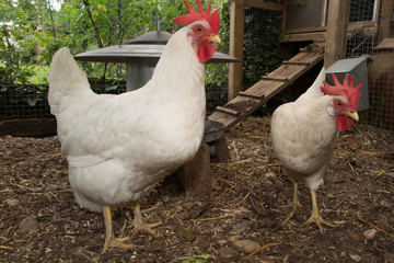 Two hens is a laying hen of white color.