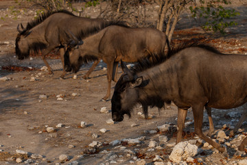 Streifengnus (Connochaetes taurinus). Etosha-Nationalpark, Namib