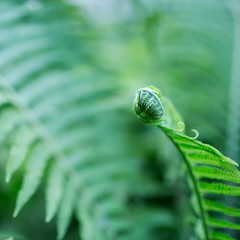 Curly fern sprout close up, selective focus