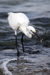 A Little Egret (Egretta Garzetta) with a small fish shes has just catched
