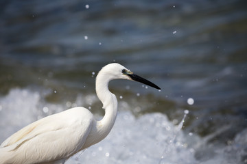 A Little Egret profile (Egretta Garzetta) searching for food while the waves are splashing