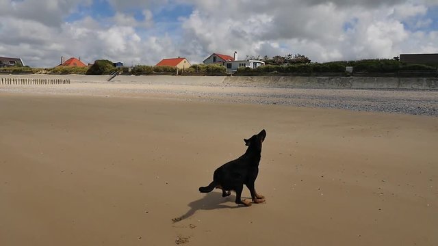 beauceron en slow motion