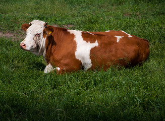 Cow laying on a lovely green pasture