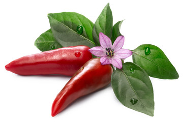 Jalapeno Pepper (Capsicum Annuum) with leaves and flower