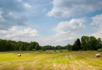 Fototapeta na wymiar Early summer meadow with golden bales and trees in the distance
