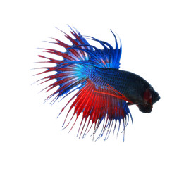 Obraz premium fighting fish isolated on white background