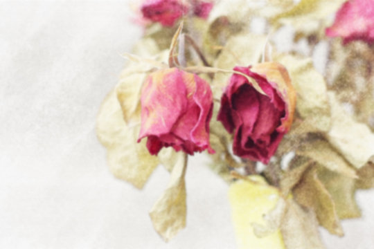 Blurred image of Wither rose, died rose,  watercolor vintage ton