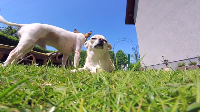Chihuahuas im Garten 