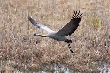 Common Crane (grus grus) flying above wetland in spring. Closeup image of big bird with wings wide spread.