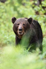 Fototapeta na wymiar male brown bear portrait in forest