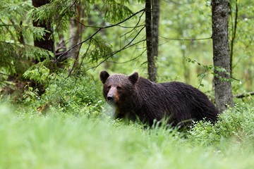 Fototapeta premium brown bear walking in forest