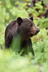 Naklejka na ściany i meble male brown bear in forest