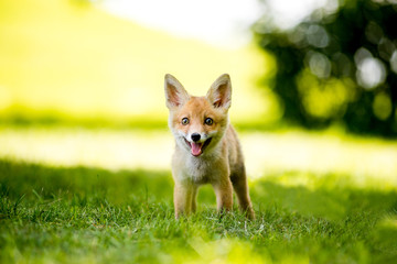 Naklejka na ściany i meble Young Red Fox Cub Standing on the Grass