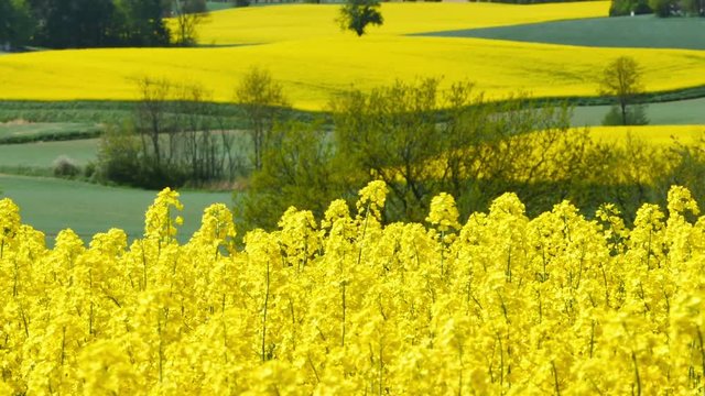 Yellow rapeseed field in the spring 