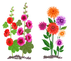 Flowers growing in the garden. Dahlia and mallow flowers isolated on white background.