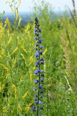gewöhnlicher Natternkopf, echium vulgare in Wildblumenwiese
