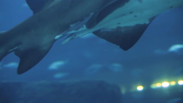 Big white-blue shark slowly swim in aquarium with blue light ambient in background in oceanarium. Close-up shot on Canon 5d mark iii.