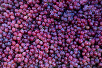 Red wine grapes background/ dark grapes, blue grapes , Red Grape , Vitis vinifera L. , VITACEAE , Cardinal Grape , Emperor Grape