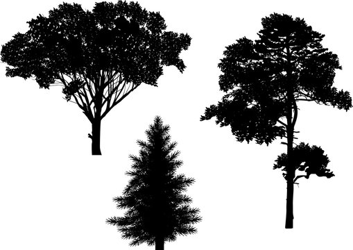 isolated three black trees silhouettes