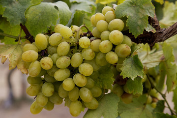 Group of tasty fresh green grapes