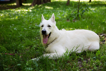 White Swiss shepherd dog