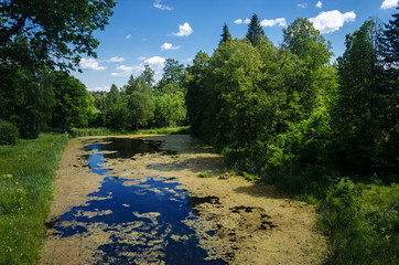 Summer country pond with green duckweed. Poor environmental situation