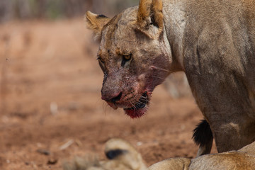 Angola-Löwe (Panthera leo bleyenberghi) im Chobe Nationalpark, Botswana