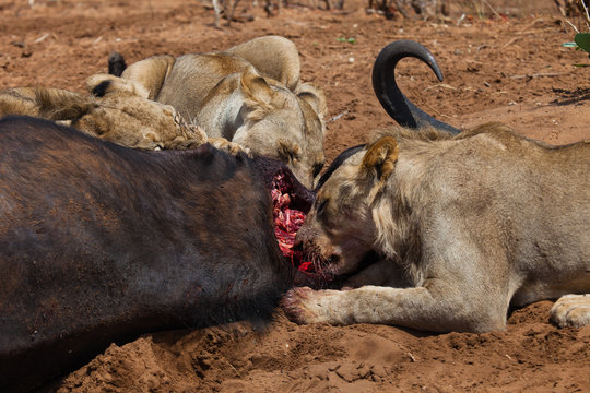 Angola-L&ouml;wen mit Beute (Panthera leo bleyenberghi) im Chobe Nationalpark, Botswana