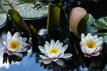 Foto auf Acrylglas Wasserlilien Drei blassrosa Seerosen mit Reflexen