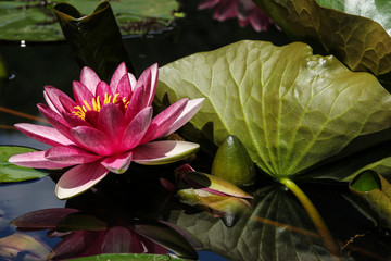 Red water lily with leaf and reflection