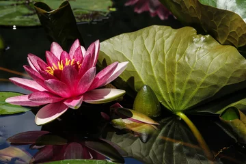 Papier Peint photo Lavable Nénuphars Red water lily with leaf and reflection
