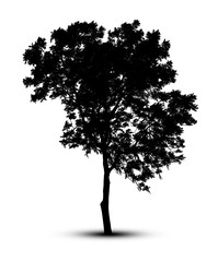 silhouette a tree silhouette Isolated on white background clippi