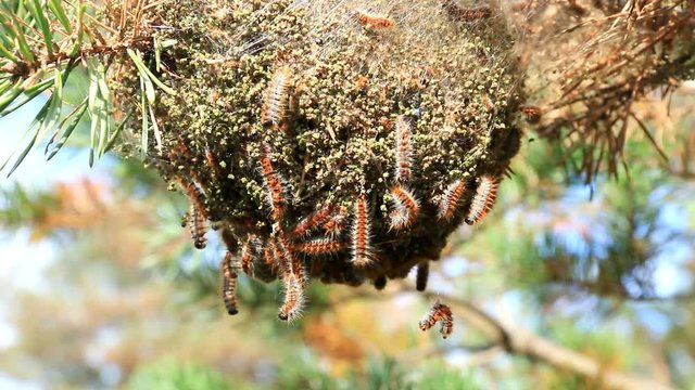 Nid de chenilles processionnaires