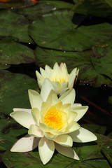 Two yellow water lilies with leaves  - 113685125