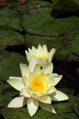 Two yellow water lilies with leaves 