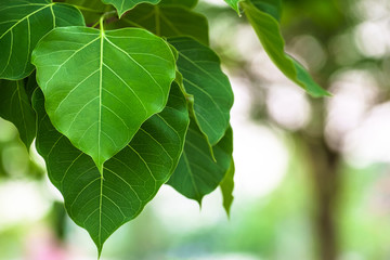 Fototapeta na wymiar Bodhi leaves