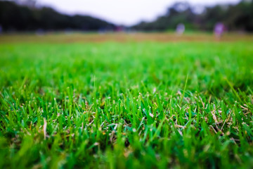 Green grass natural background texture on lawn.