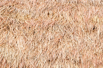 Thatch Roof