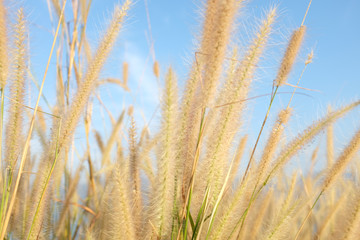 Green grass reed flower on the field with dam and mountain backg
