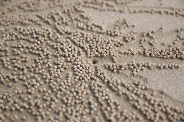 Fototapeta na wymiar Crabs holes on beach sand