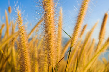 Green grass reed flower on the field with dam and mountain backg