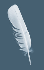 pen feather