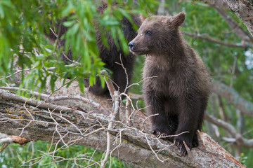 Bear cubs