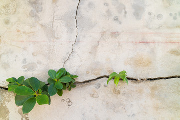 Small plants germinated from the cracked concrete wall backgroun