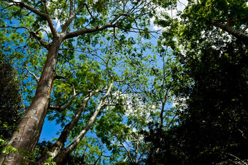 Mexican jungle ( horizontal )