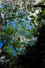Fototapeta premium Mexican jungle ( vertical )