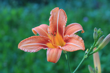 Fototapeta premium lily