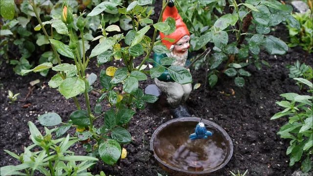 Gartenzwerg im Regen