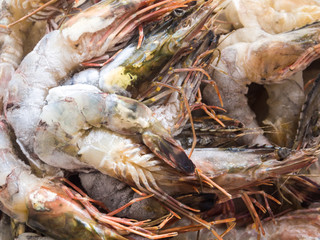 Fresh Shrimp or Prawn Lay on Ice freezing process.