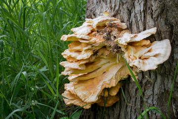 Tree fungus growing on wood. Mushrooms  group of fungi of the division Basidiomycota. Healthy wild...